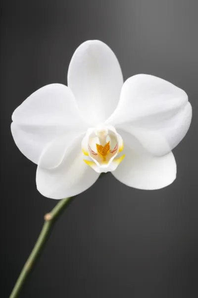 Illustration modest - Image 1