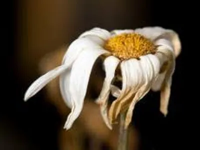 Illustration sear - Image 2