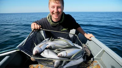 Illustration netting - Image 1