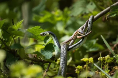 Illustration forked - Image 1