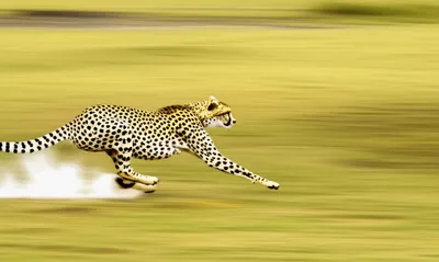 Illustration races - Image 1