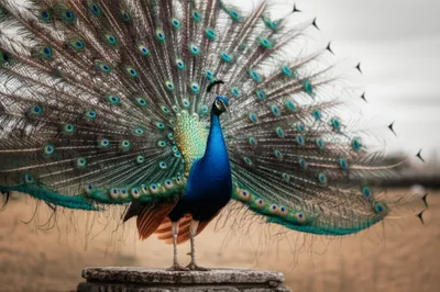 Illustration ruff - Image 1