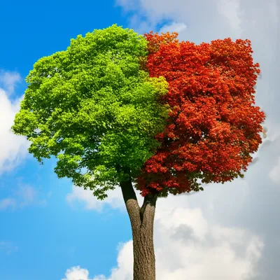 Illustration bifurcations - Image 1