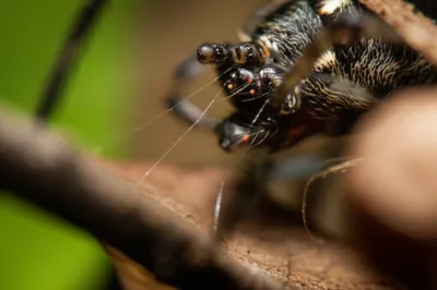 Illustration spinner - Image 1