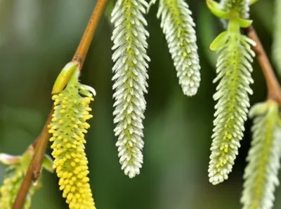 Illustration catkins - Image 1