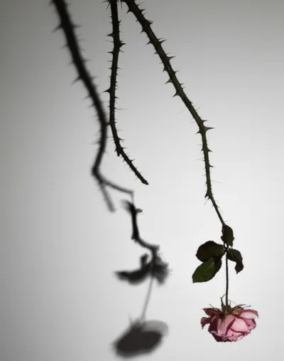 Illustration lashes - Image 1