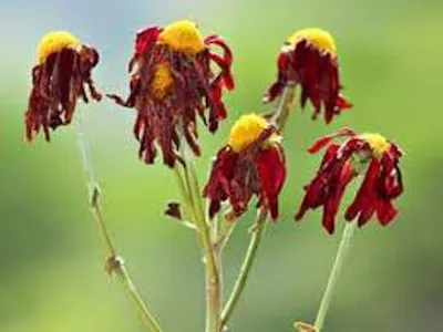 Illustration wilt - Image 4