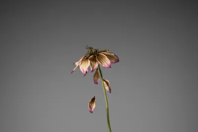 Illustration losing - Image 1