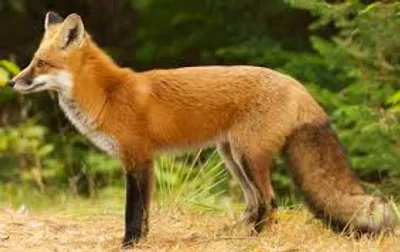 Illustration fox - Image 2