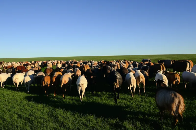 Ilustración visual de la palabra "herded" - Arrear, agrupar