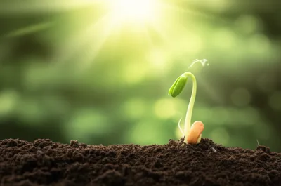 Illustration beg - Image 1