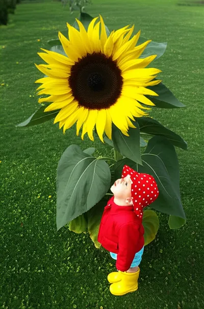 Hình ảnh minh họa tiddler - Ảnh 2