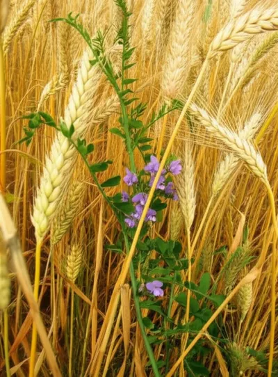 Illustration tares - Image 1