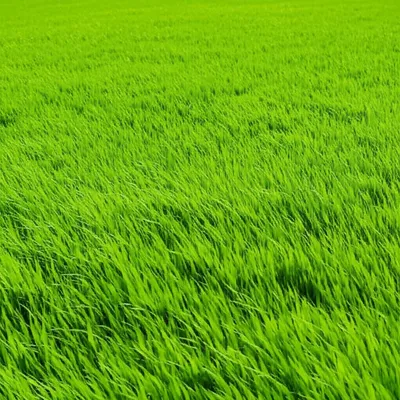 Illustration sward - Image 1