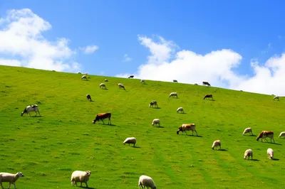 Illustration pastures - Image 1