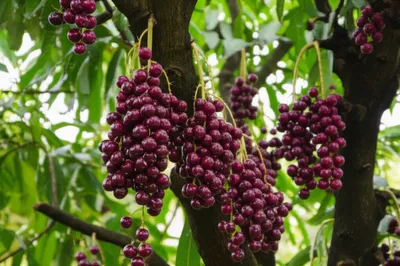 Illustration mangosteen - Image 1