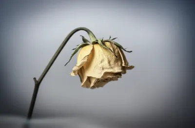 Illustration faints - Image 1