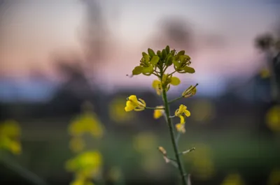 Illustration primroses - Image 1