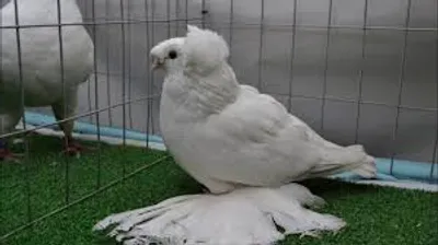 Illustration trumpeter - Image 2