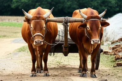 Illustration tongue - Image 1