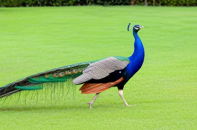 Illustration strutting - Image 1