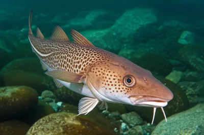 Illustration ling - Image 1