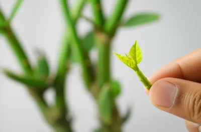 Illustration slip - Image 1