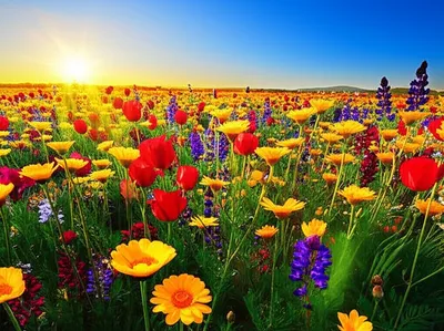 Illustration shines - Image 1