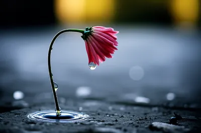 Illustration yielded - Image 1