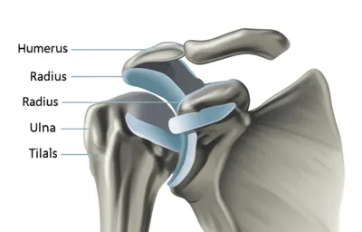 Illustration elbows - Image 1