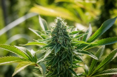 Illustration endo - Image 1