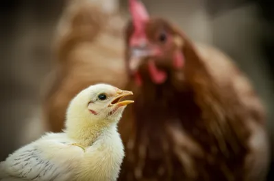 Illustration cried - Image 1