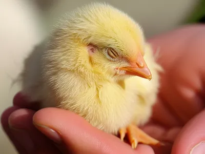 Illustration defenceless