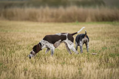 Illustration backs - Image 1