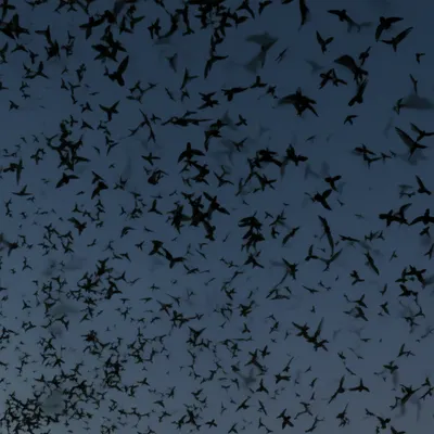 Illustration bats - Image 1