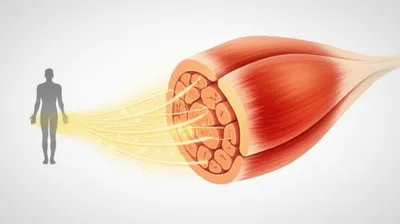 Illustration creatine - Image 1