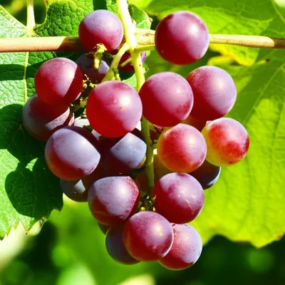 Illustration grape