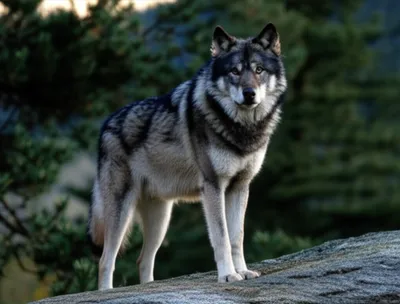 Illustration dog - Image 1