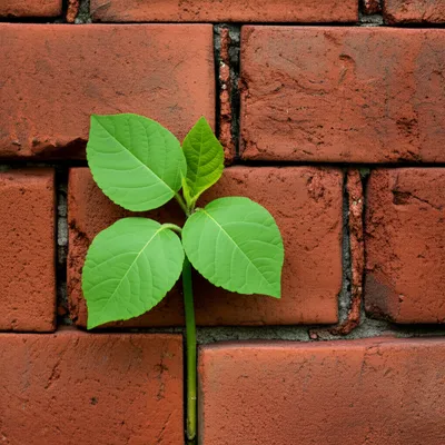 Illustration banning - Image 1