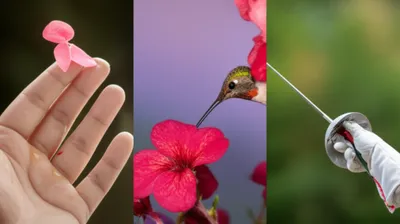 Illustration dab - Image 1