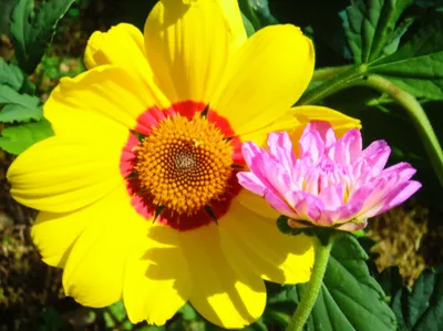 Illustration dominance - Image 1