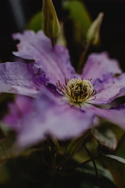 Illustration clematis - Image 2