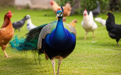 Illustration stalk - Image 1