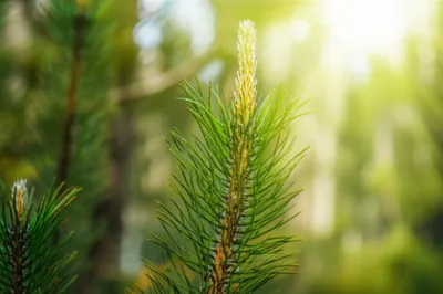 Illustration candle - Image 1