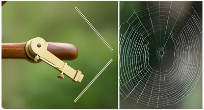 Hình ảnh minh họa radius - Ảnh 1