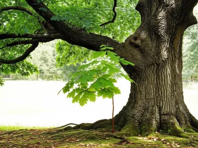 Illustration aids - Image 2