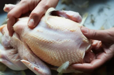 Illustration plucked - Image 1