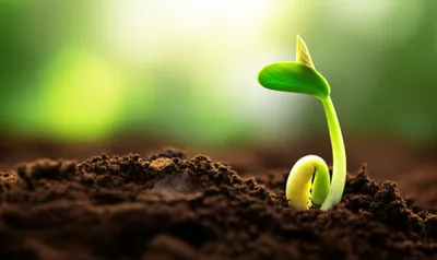 Illustration opening - Image 1