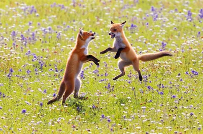 Illustration caper - Image 1