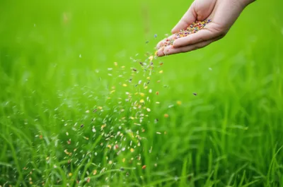 Illustration scatters - Image 1